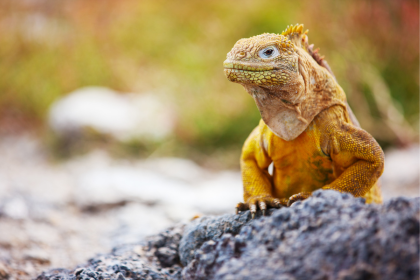Machu Picchu & Galápagos: South America's Crown Jewels